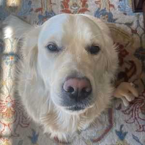Meet your Posher, Brian